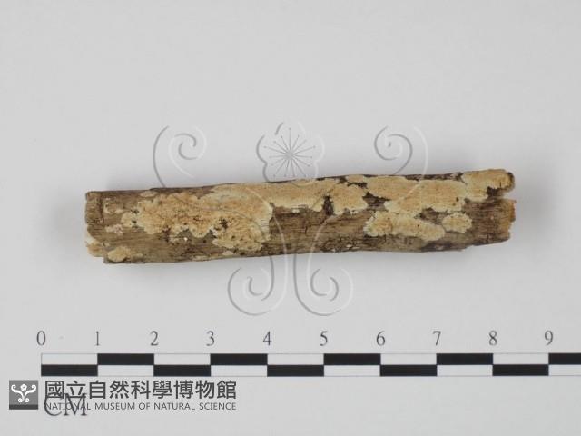 登錄號:F0005062藏品圖，第1張