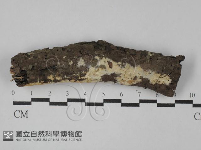 登錄號:F0029062藏品圖，第1張