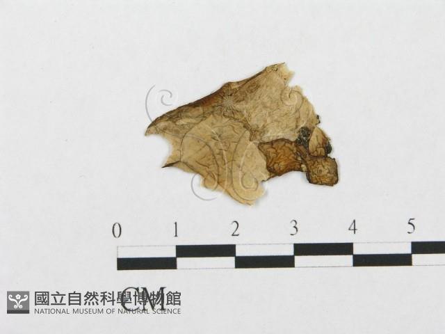 登錄號:F0019062藏品圖，第1張