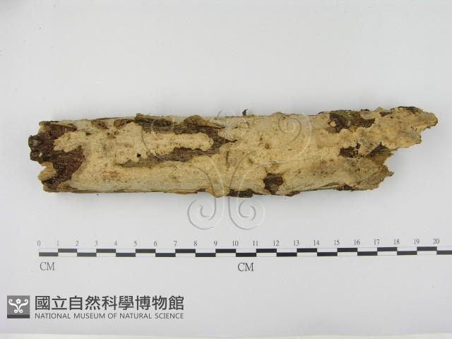 登錄號:F0003062藏品圖，第1張