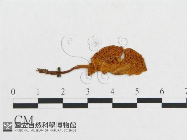 登錄號:F0013062藏品圖，第1張