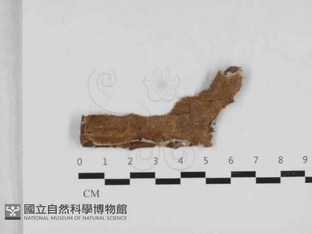 附毛菌屬藏品圖，第1張
