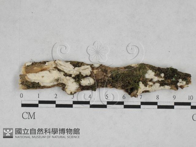 登錄號:F0028362藏品圖，第1張