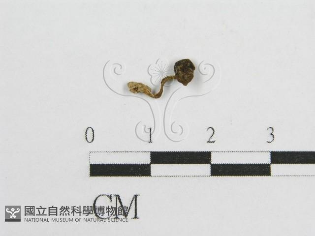 登錄號:F0008362藏品圖，第1張