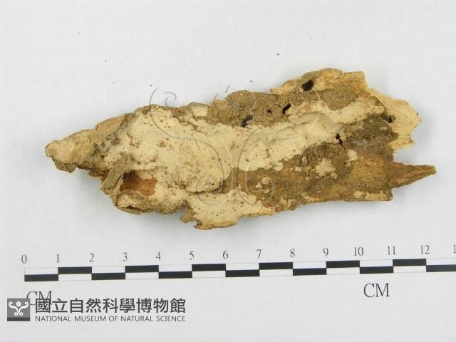 登錄號:F0020362藏品圖，第1張