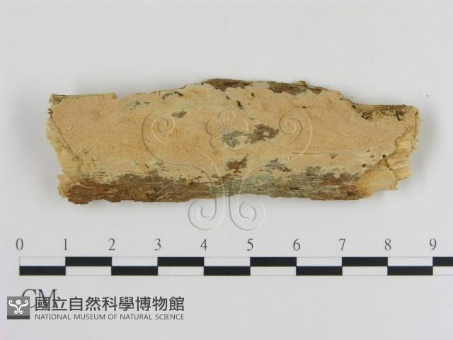 登錄號:F0010362藏品圖，第1張