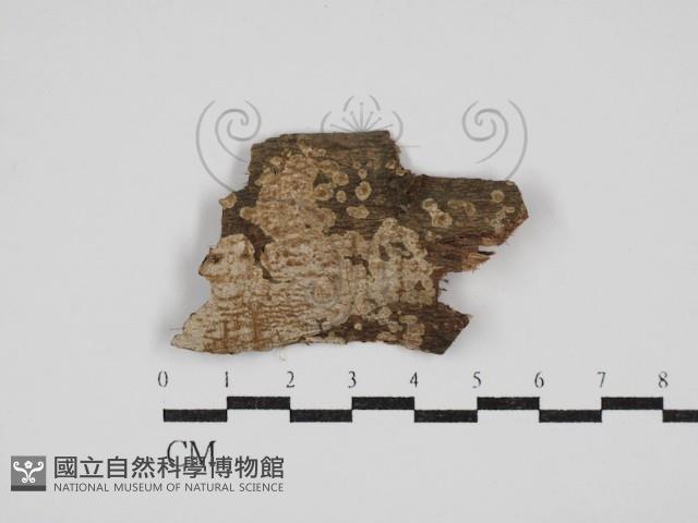 刺皮菌屬藏品圖，第1張