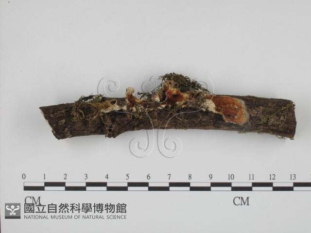 登錄號:F0016362藏品圖，第1張