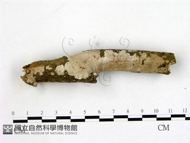 刺皮菌屬藏品圖，第3張