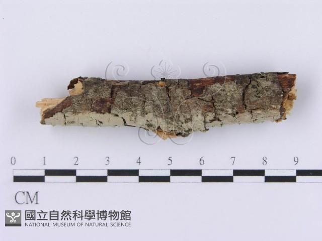 登錄號:F0001362藏品圖，第1張