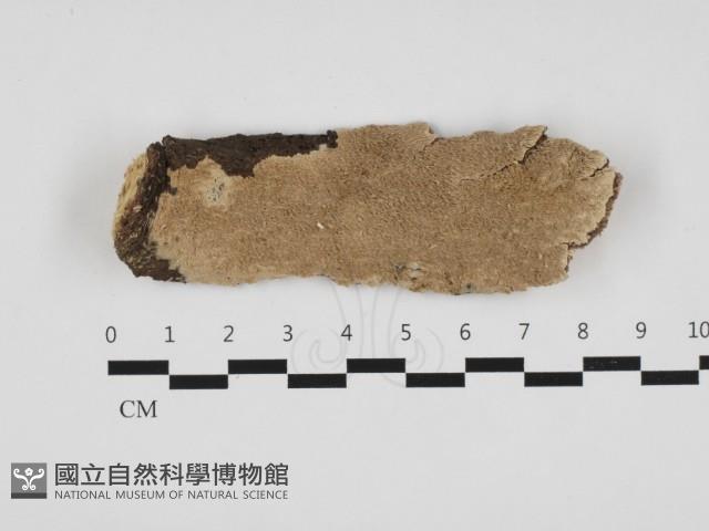 登錄號:F0031362藏品圖，第1張