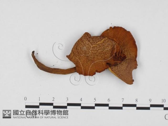 登錄號:F0024362藏品圖，第1張