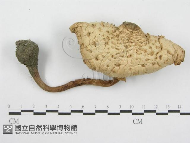 登錄號:F0004362藏品圖，第1張