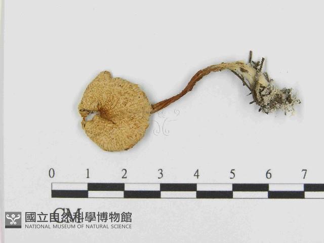 登錄號:F0014362藏品圖，第1張