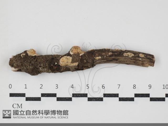 登錄號:F0034362藏品圖，第1張