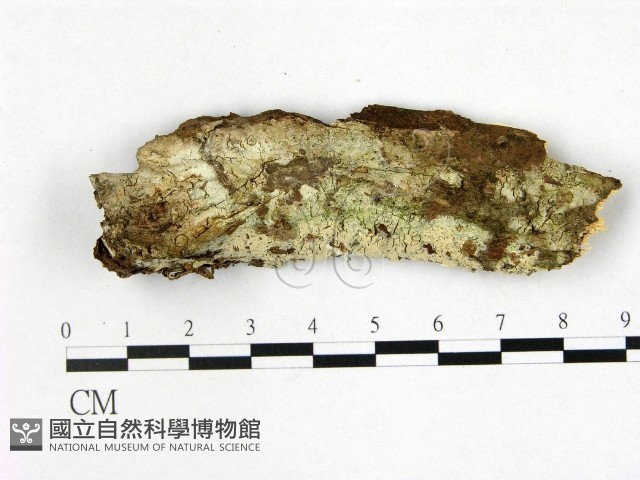 登錄號:F0022362藏品圖，第1張