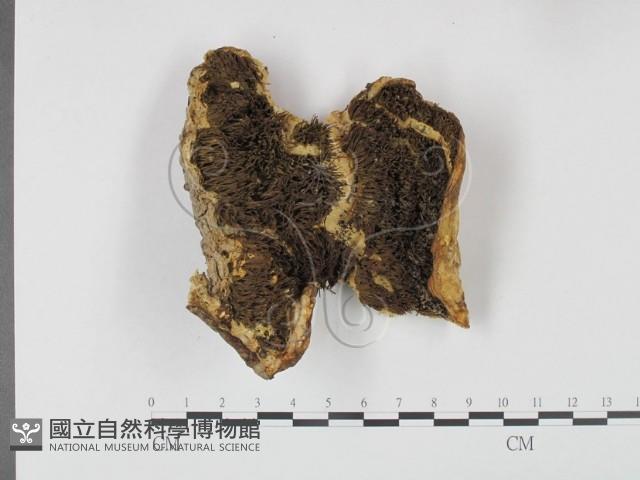 登錄號:F0002362藏品圖，第1張