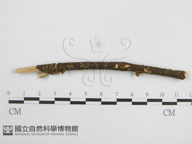 微皮傘屬藏品圖，第1張