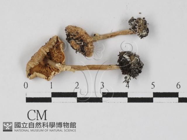 登錄號:F0027362藏品圖，第1張