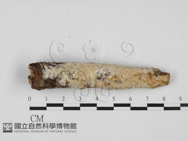 登錄號:F0005362藏品圖，第1張