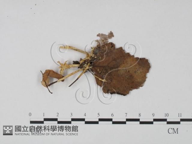 登錄號:F0015362藏品圖，第1張