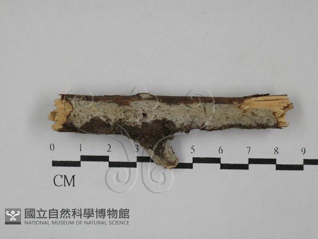 絲皮菌屬藏品圖，第1張