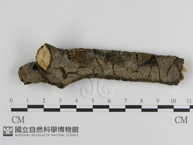 絲皮菌屬藏品圖，第1張