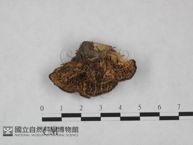 殘孔菌屬藏品圖，第1張
