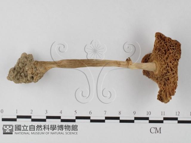 登錄號:F0003362藏品圖，第1張