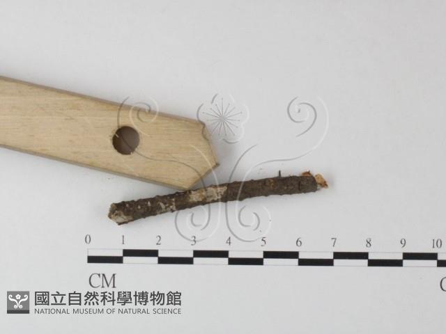 小皮傘屬藏品圖，第1張