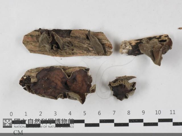 毛木耳藏品圖，第1張