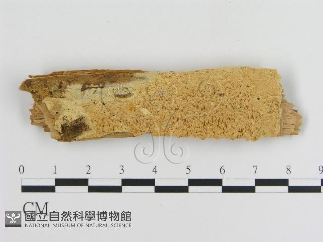 登錄號:F0008222藏品圖，第1張