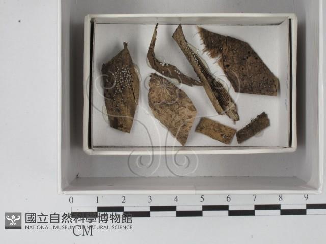 登錄號:F0018222藏品圖，第1張