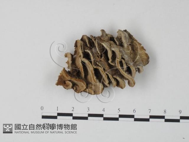 栓菌屬藏品圖，第1張