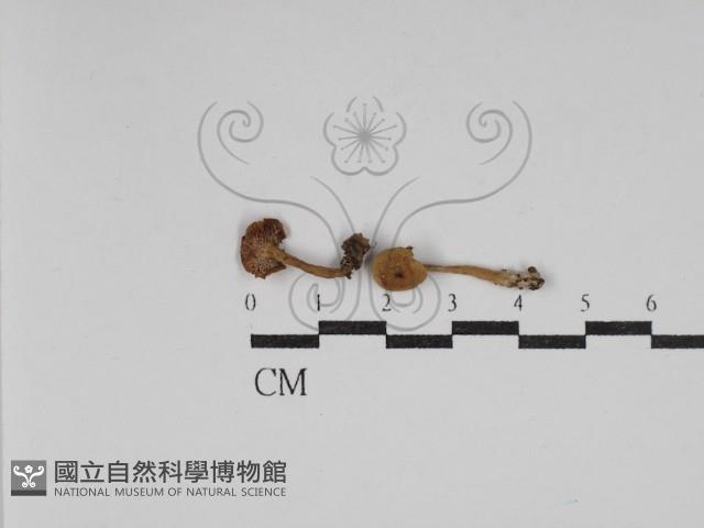 乳菇屬藏品圖，第1張