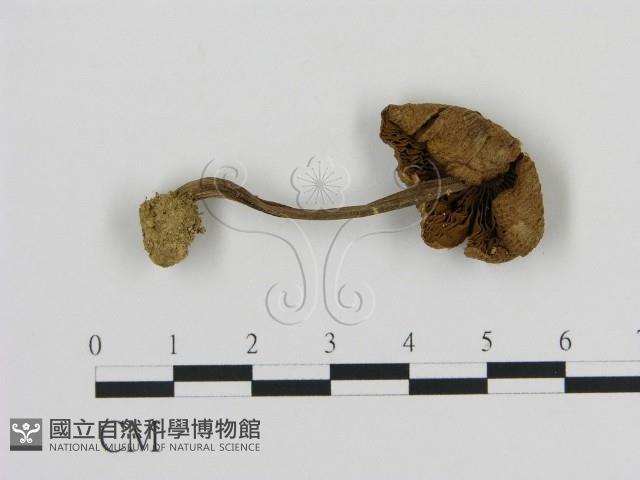 登錄號:F0016222藏品圖，第1張