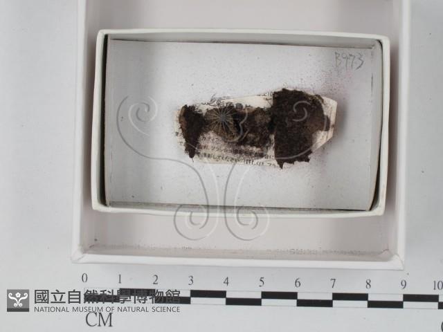 登錄號:F0021222藏品圖，第1張