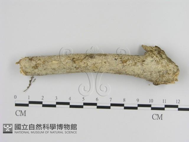 登錄號:F0001222藏品圖，第1張