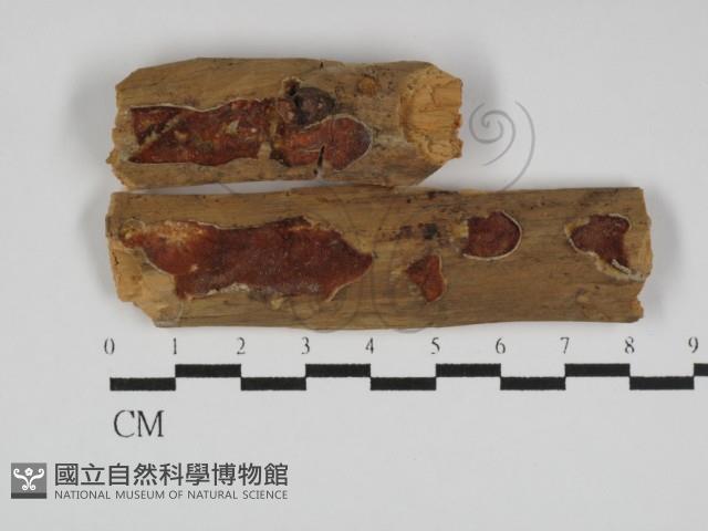 多年臥孔菌屬藏品圖，第1張