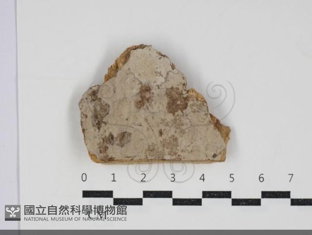 登錄號:F0034222藏品圖，第1張