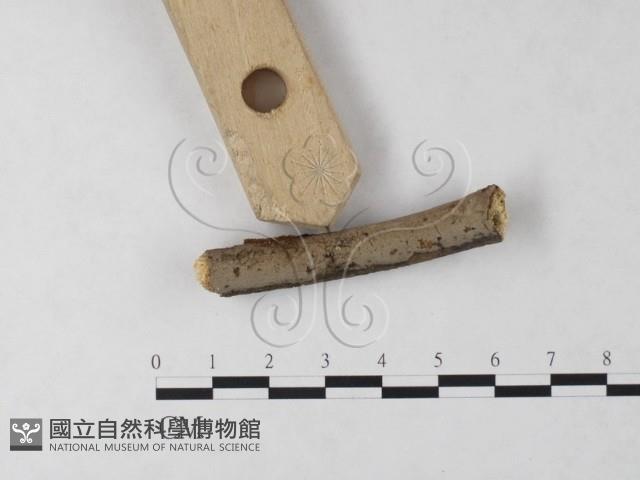 刺革菌屬藏品圖，第1張