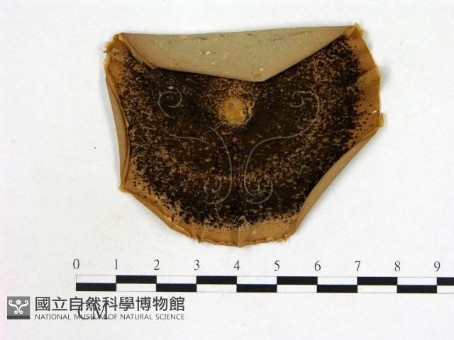 登錄號:F0002222藏品圖，第1張