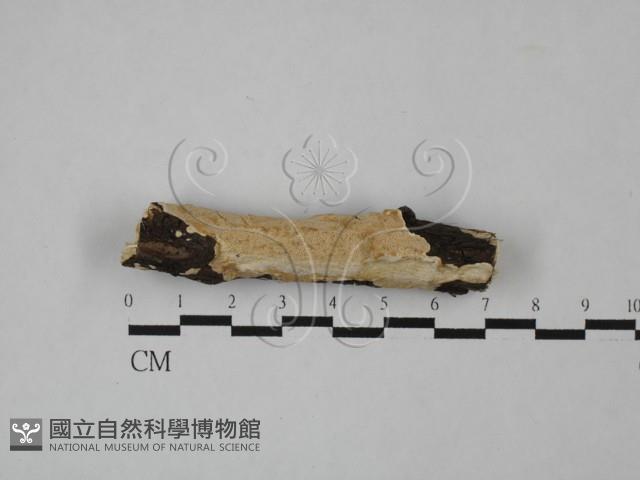 登錄號:F0012222藏品圖，第1張