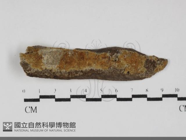 蠟孔菌屬藏品圖，第1張