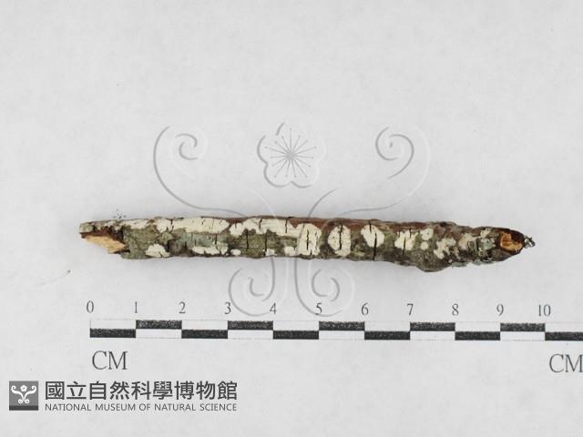 絲皮菌屬藏品圖，第1張