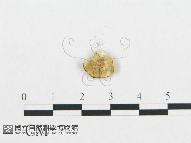 登錄號:F0007222藏品圖，第1張