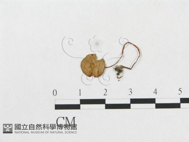 登錄號:F0017222藏品圖，第1張