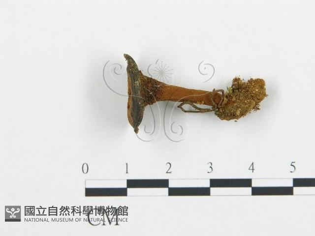 集毛菌屬藏品圖，第1張