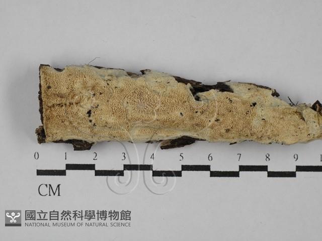 登錄號:F0029222藏品圖，第1張