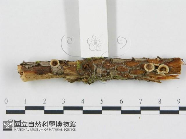 黑蛋巢菌屬藏品圖，第1張